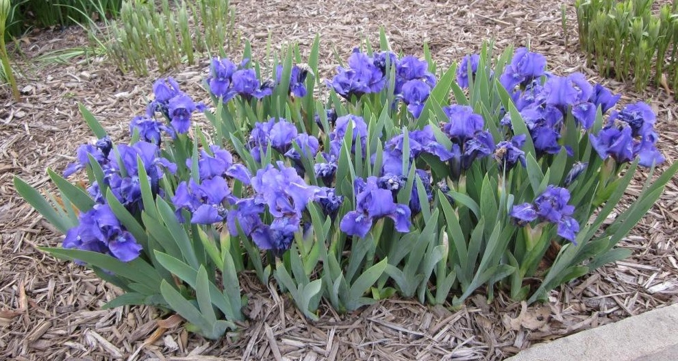 How do you prune iris flowers after they have bloomed?