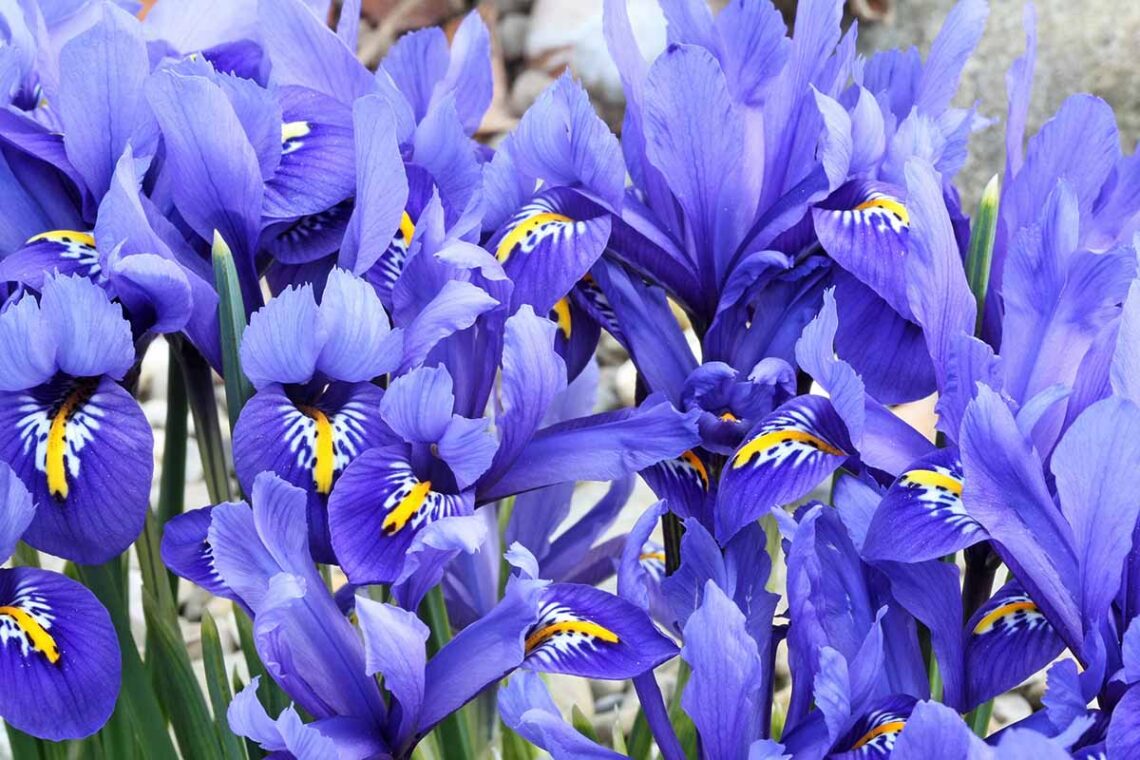 Growing Iris Blooms
