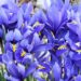 Growing Iris Blooms