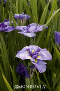 Japanese iris (Iris ensata) courtesy of Monrovia