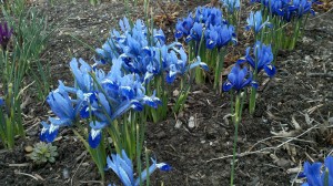 Iris reticulata in bloom
