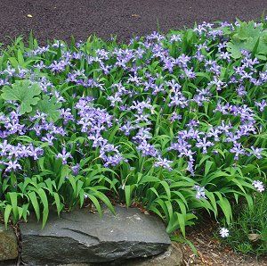 Crested iris (Iris cristata)