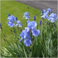 Tall Bearded Iris (Iris germanica)