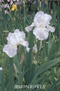 Reblooming iris “Immortality” courtesy of Monrovia