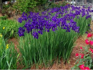 Siberian iris (Iris sibirica)