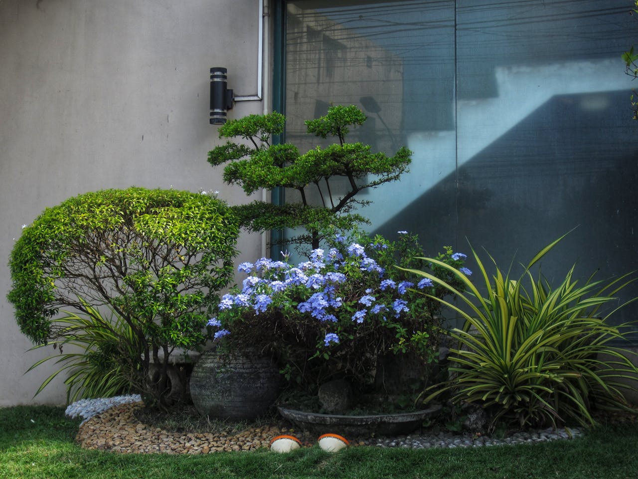 Serene urban garden featuring vibrant blue flowers and lush greenery beside a modern building.