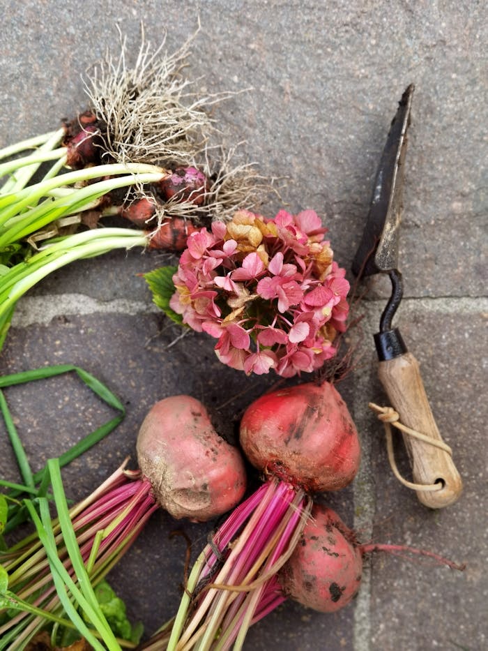 A variety of harvested beets and onions alongside a hydrangea bloom on stone pavement.