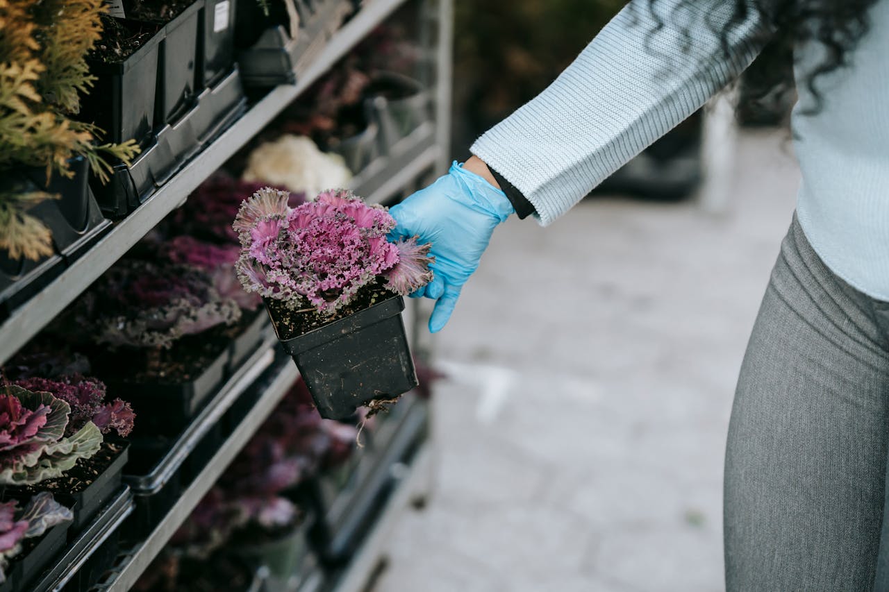 Crop anonymous female in gloves demonstrating blooming ornamental cabbage presented on market shelves