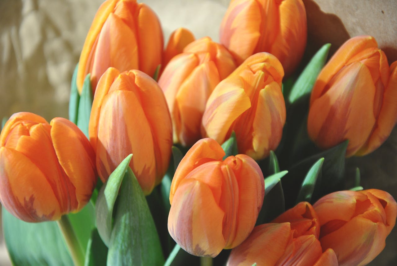 Bright orange tulips captured in natural light, perfect for spring ambiance.