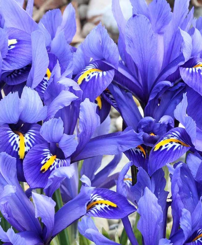Growing Iris Blooms